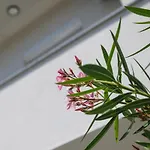 Apartmán Karmen Šilo