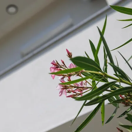 Διαμέρισμα Karmen Šilo